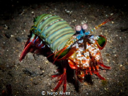 Mantis shrimp by Nuno Alves 